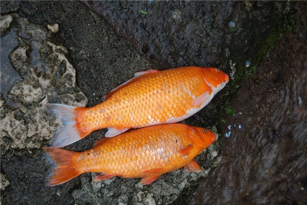 夢見撿到死魚有什麼預示嗎_周公解夢