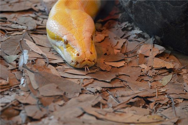 夢見蛇吞了整個人_周公解夢