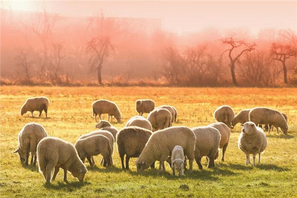 夢見殺羊見血是什麼意思_周公解夢