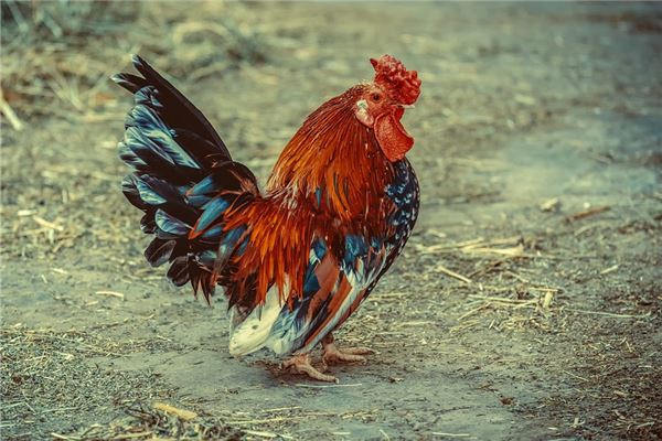 夢到了叫雞是什麼預兆？_周公解夢