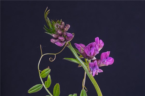 夢到碗豆尖代表什麼_周公解夢