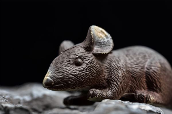 鼠年齡對照表_十二生肖