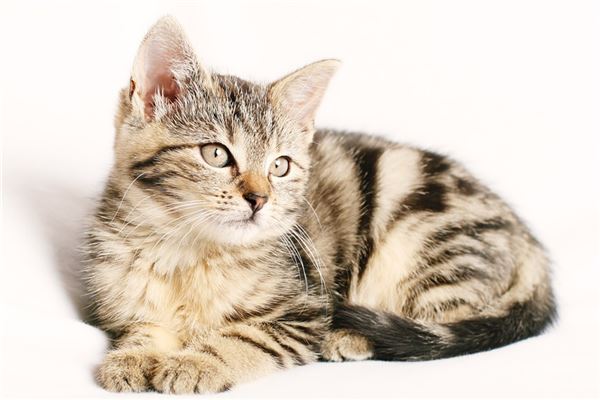 屬鼠的人適合養貓嗎_十二生肖