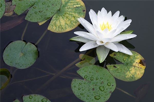 夢見荷花是胎夢嗎_周公解夢
