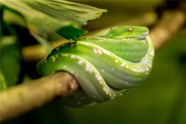89女蛇2020運勢_十二生肖