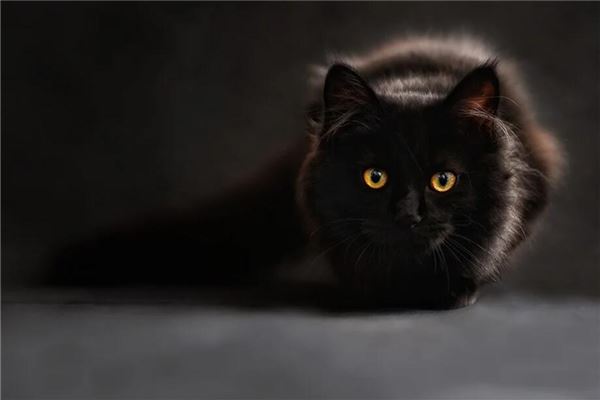 夢到黑貓_周公解夢