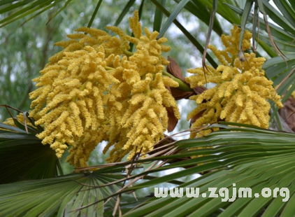 夢見芭蕉樹開花