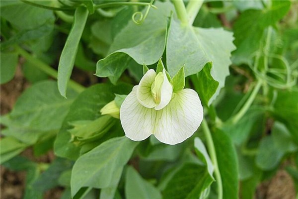 夢到豌豆花意味著什麼_周公解夢