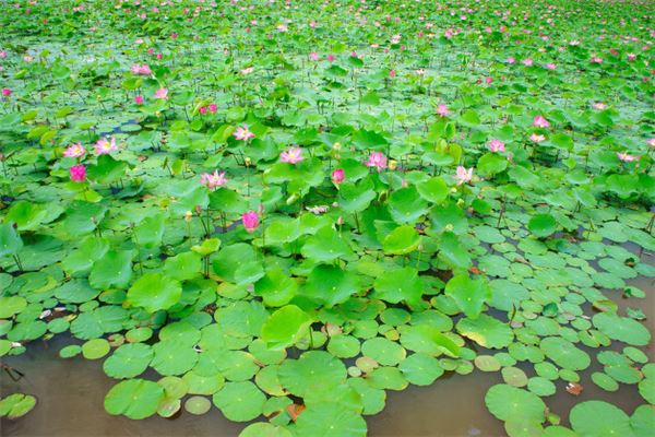 夢見漂亮的花_周公解夢