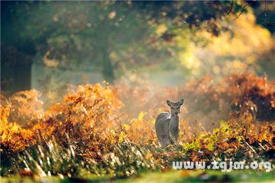 雙子座的你是如何的樣子_十二星座