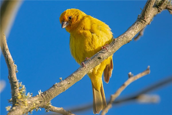 夢見黃色的鳥有什麼說法_周公解夢