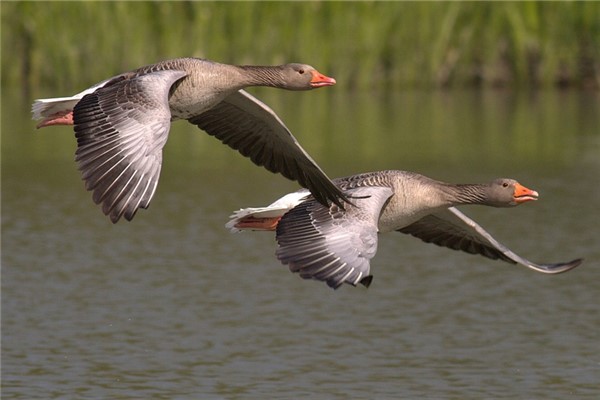 夢到兩隻鵝是凶兆還是吉兆_周公解夢