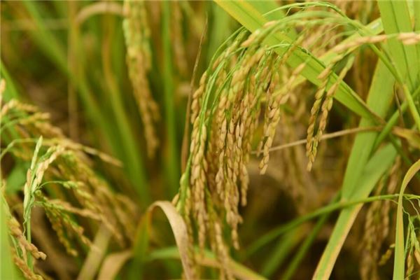 夢見金黃的稻穀_周公解夢