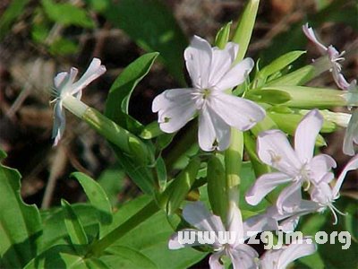 石鹼草的花語