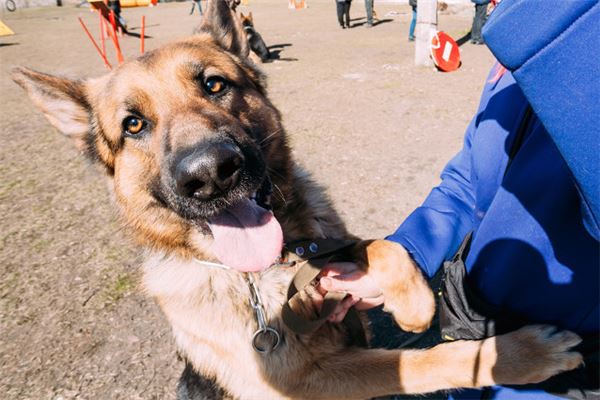 女人夢見狼狗_周公解夢