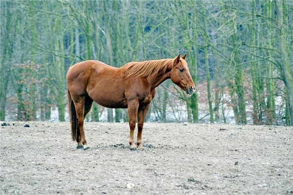 1978年屬什麼_十二生肖