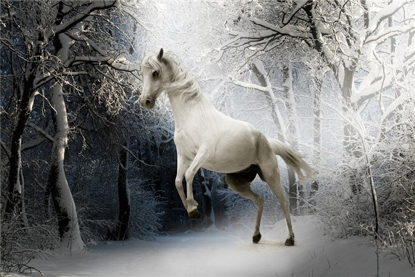 夢見馬蘭頭有什麼意思_周公解夢