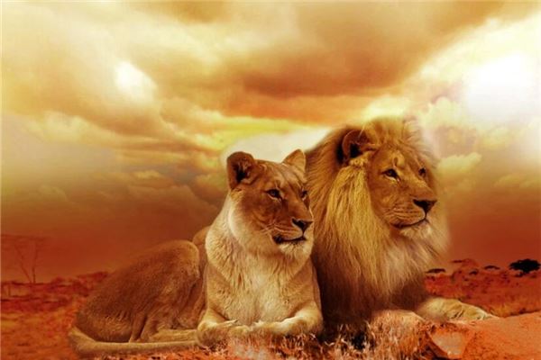 夢見獅子攻擊自己_周公解夢