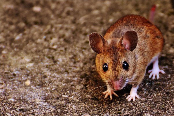 夢到了老鼠亂跑預示著什麼_周公解夢