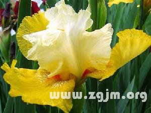 雙魚座幸運花和情愛世界_十二星座