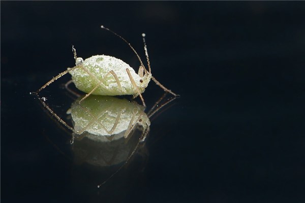 夢到了虱子蛋是凶兆還是吉兆_周公解夢