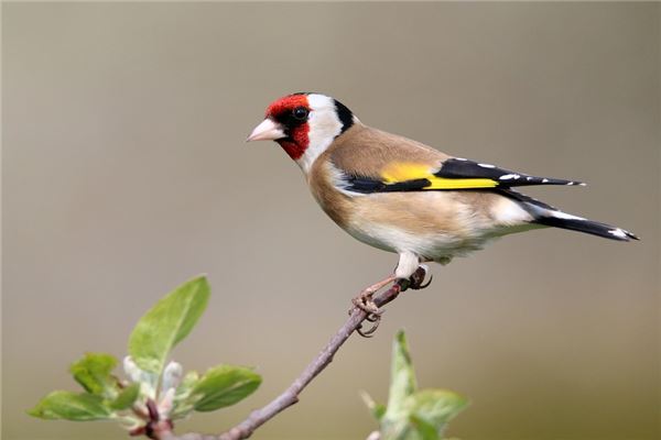 夢見自己捉到活鳥_周公解夢