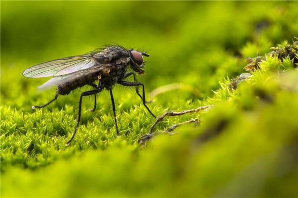 夢到蒼蠅蚊子代表著什麼_周公解夢
