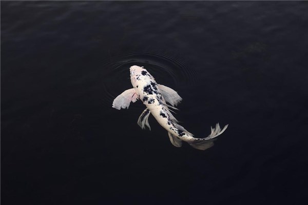 夢到拉魚意味著什麼_周公解夢