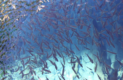 夢見抓了好多小魚_周公解夢