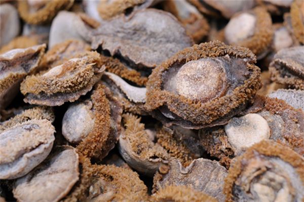 夢見鮑魚是什麼意思_周公解夢