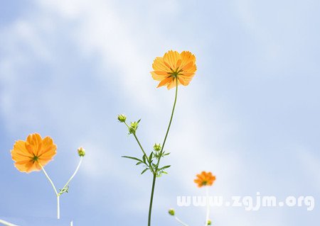 金牛座的心是什麼做的_十二星座