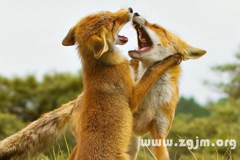 夢見狐狸咬我