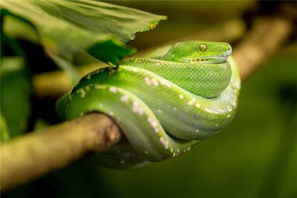 女性夢到被許多蛇咬_周公解夢