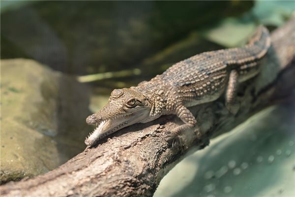 夢見小鱷魚_周公解夢