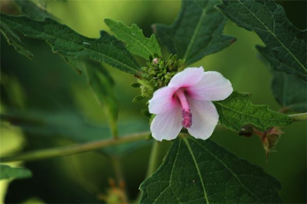 夢見花不久會懷孕_周公解夢