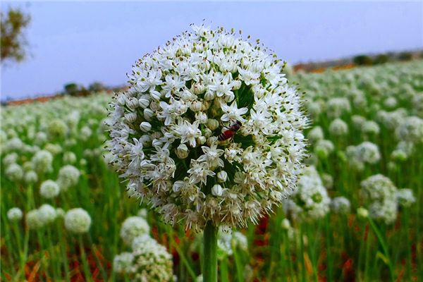 夢見種蔥是什麼意思_周公解夢