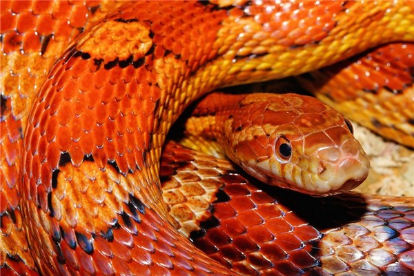 夢到五彩蛇有什麼意思_周公解夢