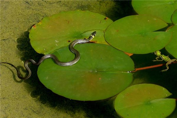 女人夢見蛇爬身_周公解夢