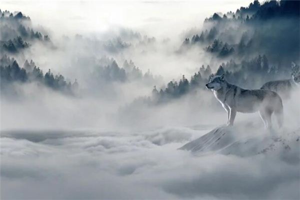 夢見和別人一起打狼_周公解夢