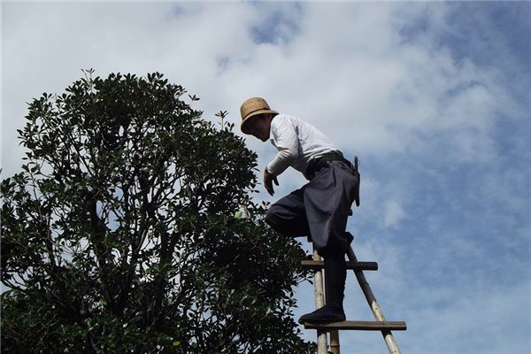 夢到了修樹枝預示著什麼_周公解夢