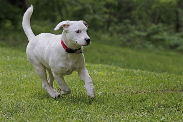 夢見救狗_周公解夢