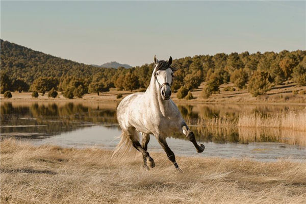 屬馬的男人愛情觀如何_十二生肖
