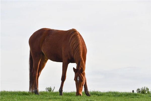 生肖馬年齡以及財運_十二生肖