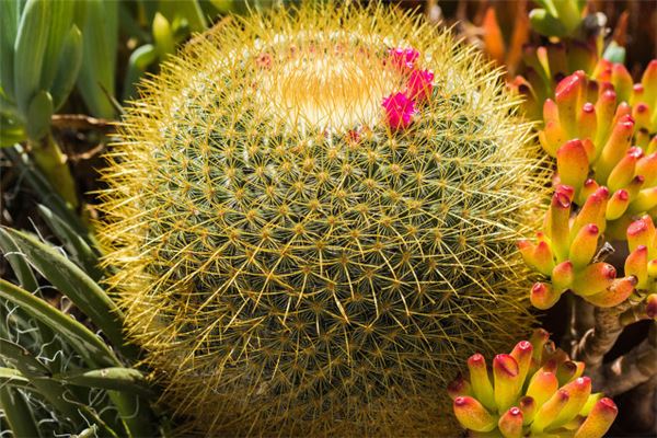 夢見仙人掌開花_周公解夢