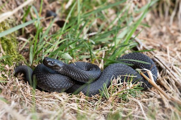 沒懷孕夢見蛇_周公解夢