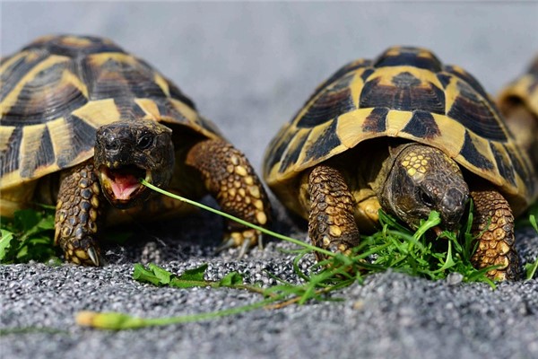 夢到龜咬是什麼兆頭_周公解夢