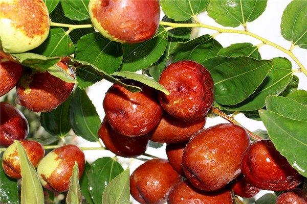 夢見吃栆是什麼預兆？_周公解夢