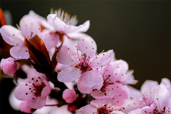 夢到了李子花是什麼徵兆_周公解夢