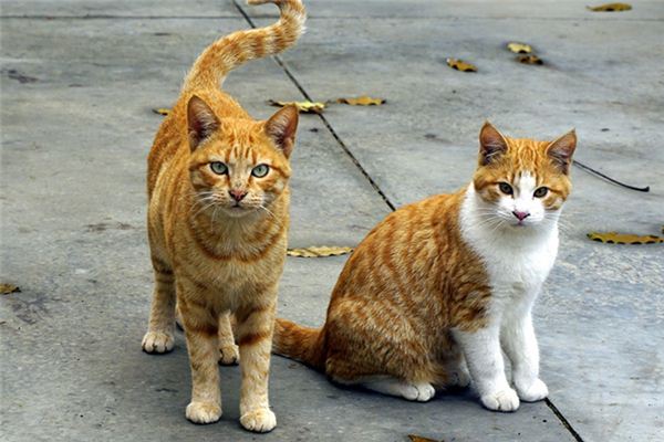 夢見打貓沒打死_周公解夢