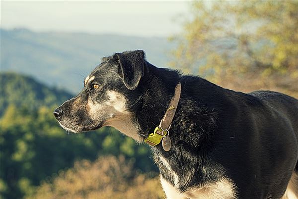 夢見被大狗追著咬_周公解夢